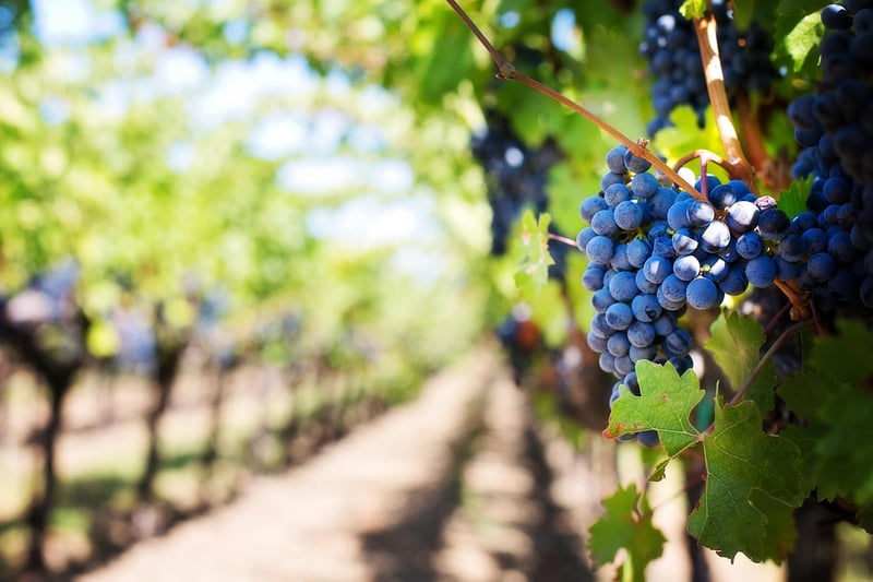 Luxurious Vineyards