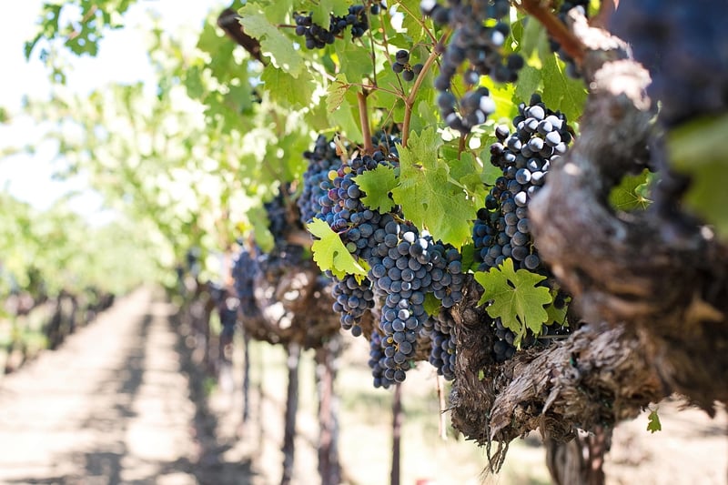 Tokara Wine Estate