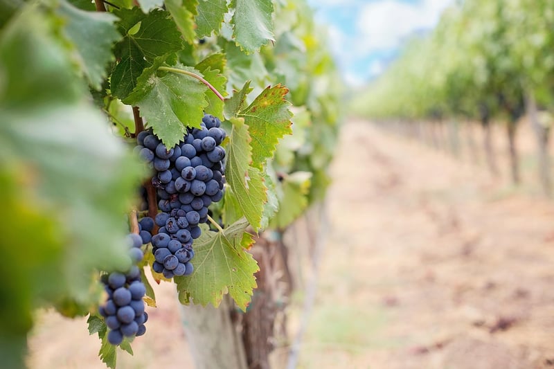 Domaine de la Roseraie